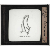 Microscope. Oïdium.