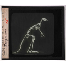 Locomotion terrestre chez les animaux. Kangourou.