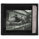 Les Mammifères marins. Squelette de la grande baleine du Muséum.