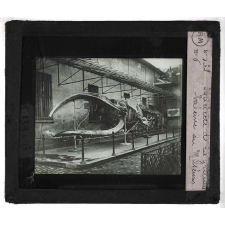 Les Mammifères marins. Squelette de la grande baleine du Muséum.