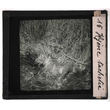Chasse au grand gibier africain du Mozambique. Hyène tachetée.