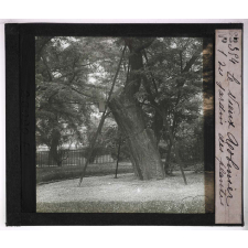 Déformations des plantes dues à la vieillesse ou produites par les commensaux, les parasites et l'homme. Le vieux robinier du Jardin des Plantes.