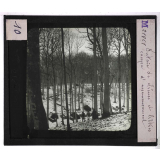 Forêts de France. Feuillus et résineux. Futaie de chênes et hêtres. Camp d'ensemencement.