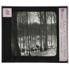 Forêts de France. Feuillus et résineux. Futaie de chênes et hêtres. Camp d'ensemencement.