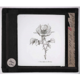 Les Fleurs. Rose simple de Provins.