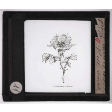 Les Fleurs. Rose simple de Provins.