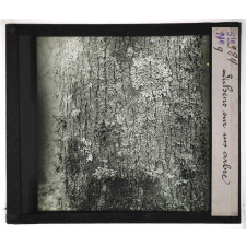 Les Plantes saprophytes, mutualistes et parasites. Lichens sur un arbre.