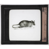 Les Rongeurs. Souris.