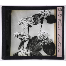 L'Art à l'école, décoration par les fleurs d'été. Viorne lantane.