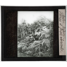 Ceylan. Arequiers. Palmiers et fougères arborescentes.