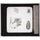 Les Parasites des animaux domestiques. Œstre de mouton.