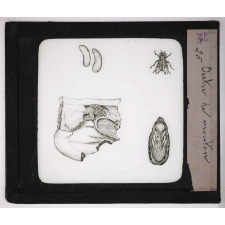 Les Parasites des animaux domestiques. Œstre de mouton.