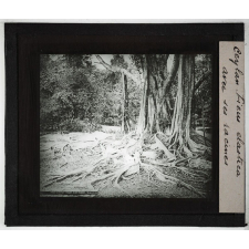 Ceylan. Ficus elastica avec ses racines.