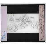 Biologie florale. Caprifiguier figue male - fleur femelle et fleur galle.