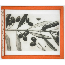 Algérie, cultures. Olive Chemlal (Kabylie).