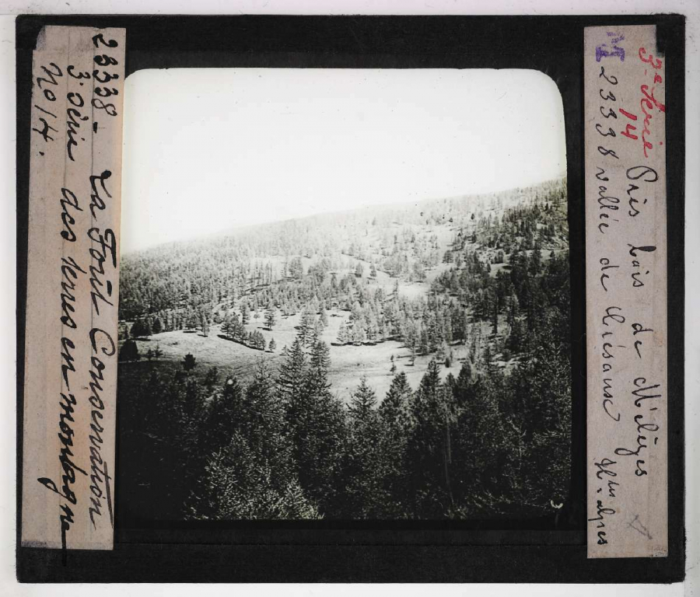Conservation des terres en montagne et sur les pentes. Action de la forêt sur le sol et sur le régime des eaux, pâturages, prés, bois, correction des torrents. Prés-bois de Mélèzes. Vallée de Crésaux (Hautes-Alpes).