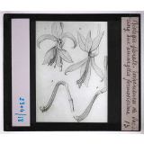 Biologie florale. Expériences de Vochting sur amaryllis formosissima.