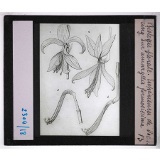 Biologie florale. Expériences de Vochting sur amaryllis formosissima.