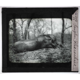 Chasse au moyen et au petit gibier africain du Mozambique. Sanglier Phacochère.