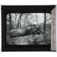 Chasse au moyen et au petit gibier africain du Mozambique. Sanglier Phacochère.