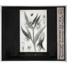 Les Légumes sauvages. La consoude officinale.