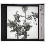 Les Plantes sans fleurs. Evernie du prunellier.