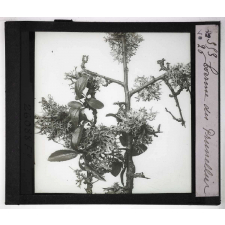 Les Plantes sans fleurs. Evernie du prunellier.