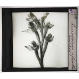 Les Plantes saprophytes, mutualistes et parasites. Limodorum à feuilles avortées.