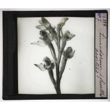 Les Plantes saprophytes, mutualistes et parasites. Limodorum à feuilles avortées.
