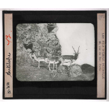 Locomotion terrestre chez les animaux. Antilope.
