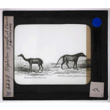 Ère Tertiaire. Xiphodon gracile et l'Anoplothérium.