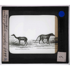 Ère Tertiaire. Xiphodon gracile et l'Anoplothérium.