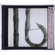 Fabrication des cannes. Bois incisés façon spirale, la même avec poignée courbée.