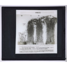 Nitrate de soude. Orge.