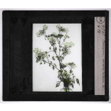 Les Plantes vénéneuses. Conium maculatum.
