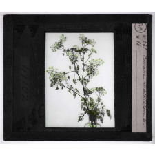 Les Plantes vénéneuses. Conium maculatum.