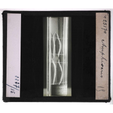 Mœurs des poissons. Amphioxus.
