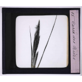 L'Art à l'école, décoration par les fleurs de printemps. Carex des rives.