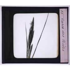 L'Art à l'école, décoration par les fleurs de printemps. Carex des rives.