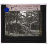 Roches et terrains. Arbres et rochers. Forêt de Fontainebleau.