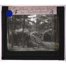Roches et terrains. Arbres et rochers. Forêt de Fontainebleau.