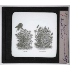Les Plantes de grande culture. Trèfle incarnat hâtif. Trèfle violet.