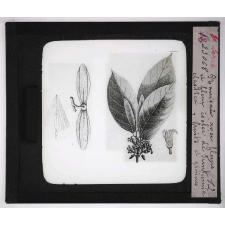 Les Plantes à caoutchouc et à gutta-percha. Rameau avec fleurs et fleur isolée de Funtunia elastica. Fruits et graines.