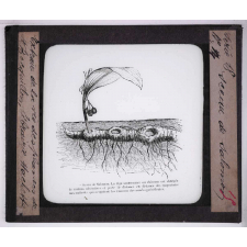 La Plante. Sceau de Salomon.