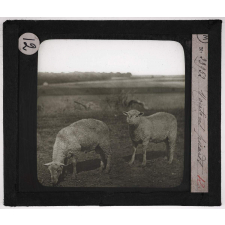 La Picardie. Moutons picards.
