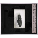 Les Animaux parasites de l'homme. Glossina palpalis, Mouche tsé-tsé (Maladie du sommeil).