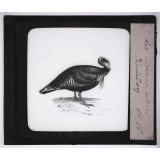 Les Oiseaux utiles. Dindon.