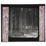 La Forêt. Notions élémentaires de sylviculture. Jeune futaie d'épicéas. Forêt de Tharandt.