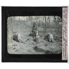 Chasse au moyen et au petit gibier africain du Mozambique. Sangliers africains mâle, femelle et jeune.