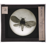 Les Insectes. Phylloxéra quercus ailé.